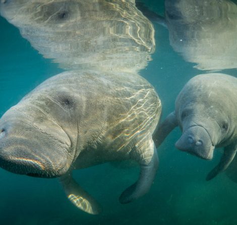 animais da Associação Peixe-Boi